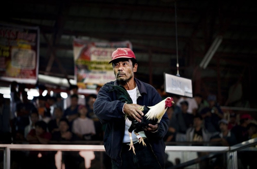 Peleas de gallos en Filipinas