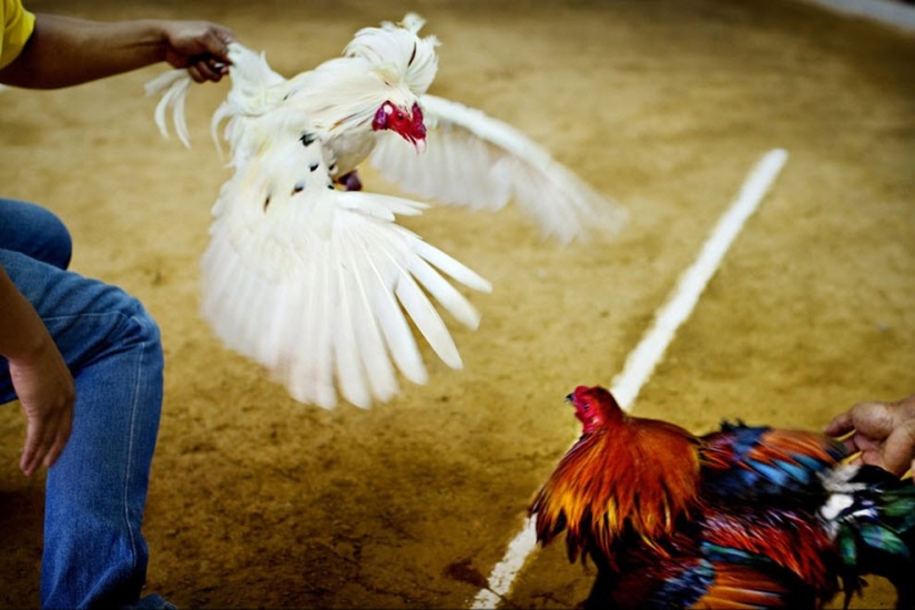 Peleas de gallos en Filipinas