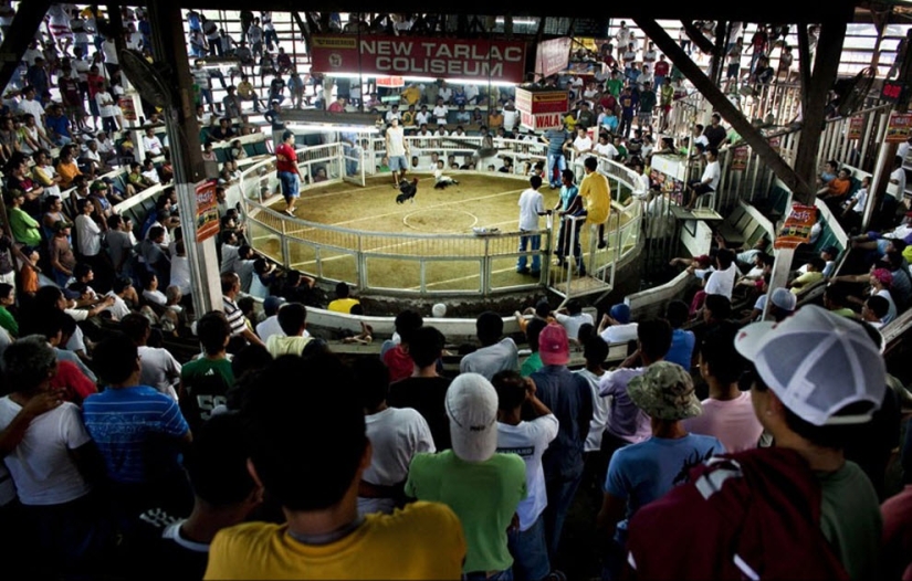 Peleas de gallos en Filipinas