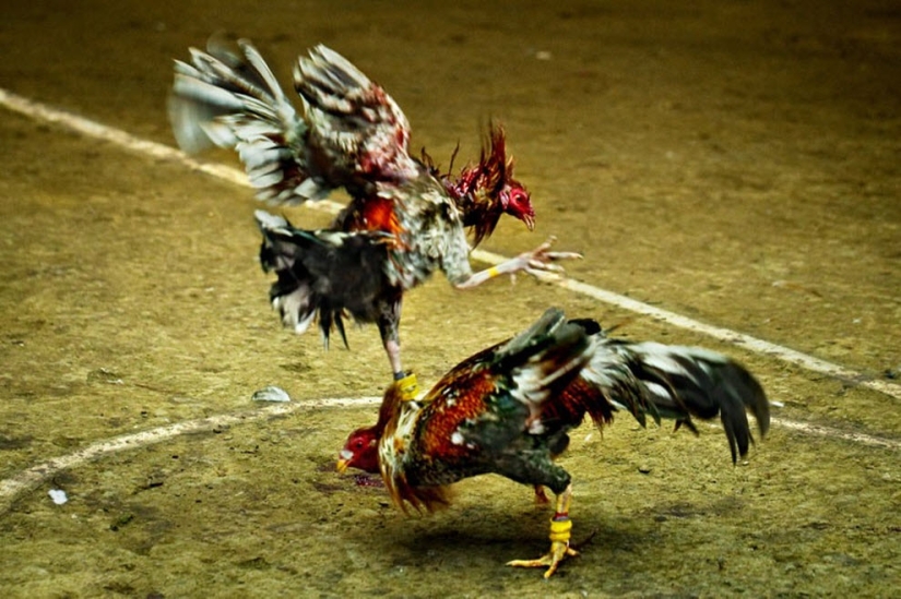 Peleas de gallos en Filipinas