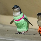 Penguins in sweaters