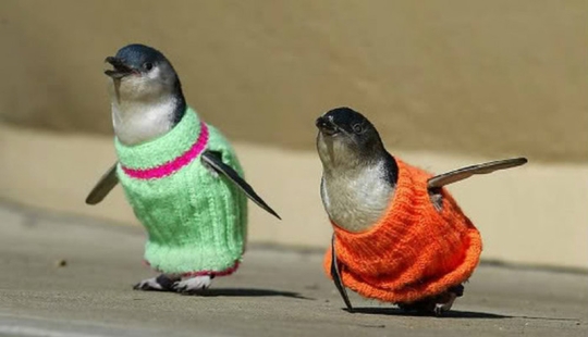 Penguins in sweaters