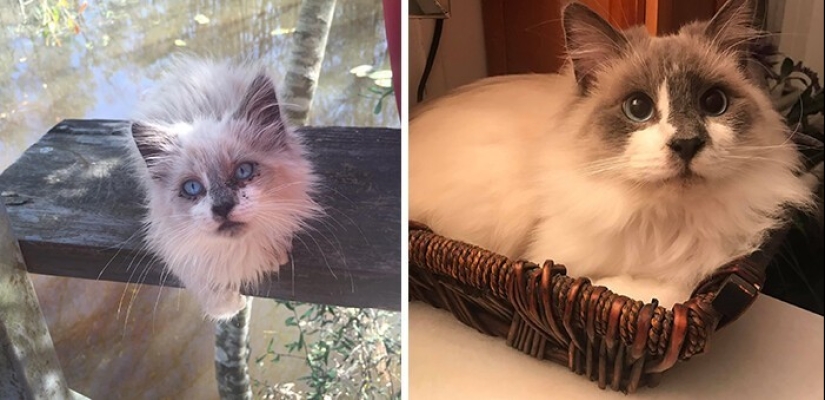 People show how their pets have changed since the first meeting