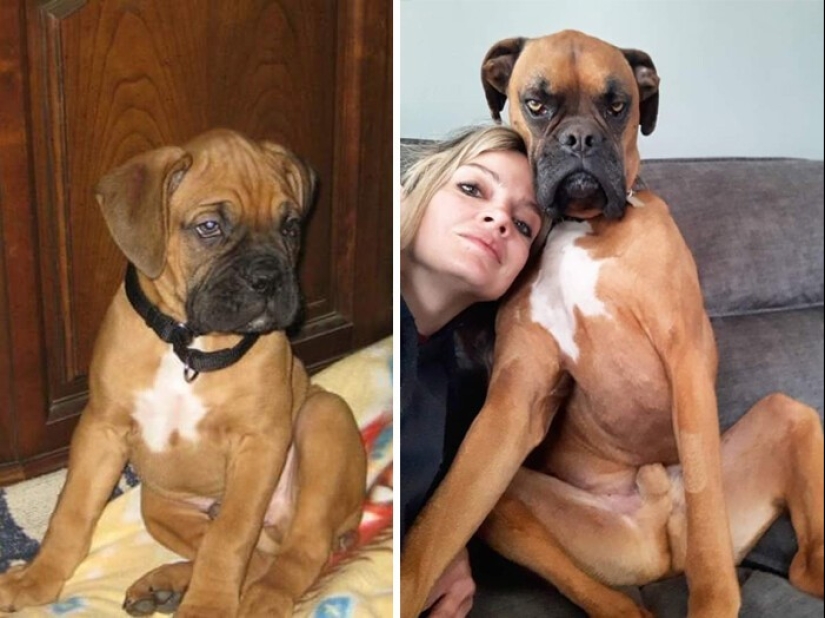 People show how their pets have changed since the first meeting