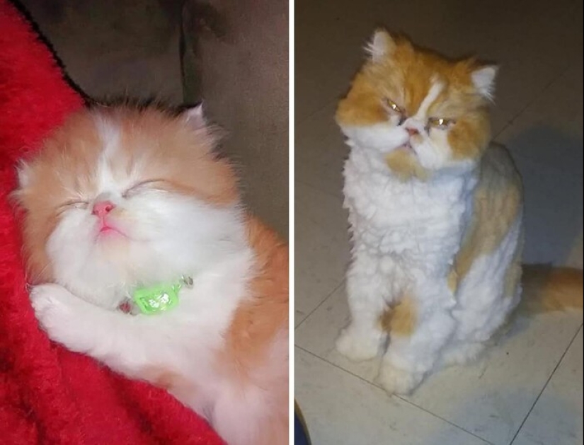 People show how their pets have changed since the first meeting