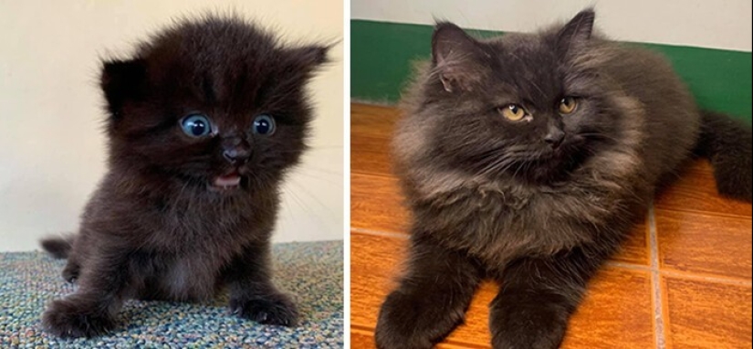 People show how their pets have changed since the first meeting