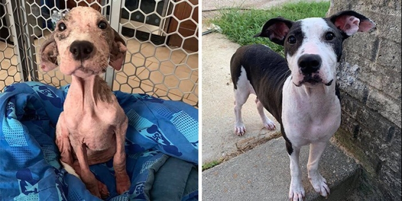 People show how their pets have changed since the first meeting