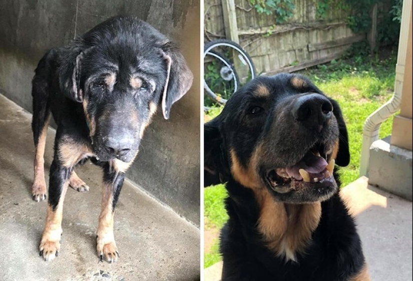 People show how their pets have changed since the first meeting