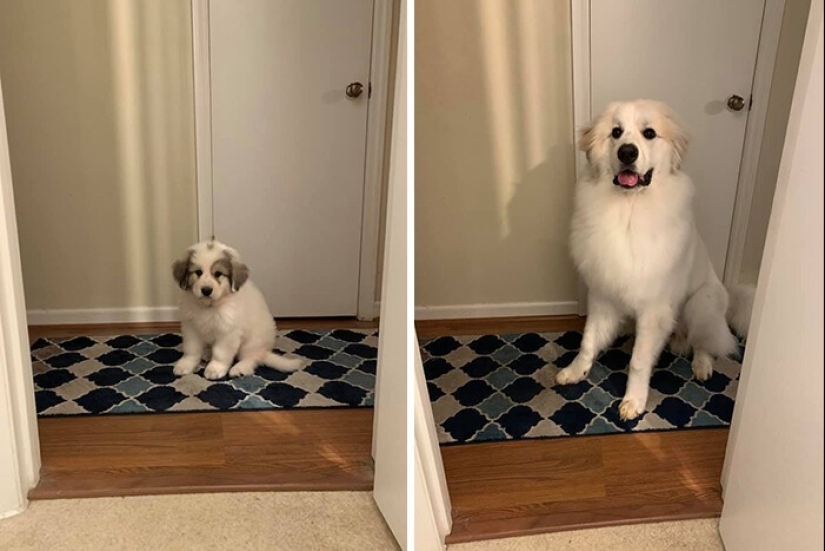 People show how their pets have changed since the first meeting