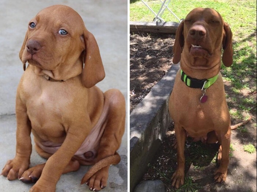 People show how their pets have changed since the first meeting