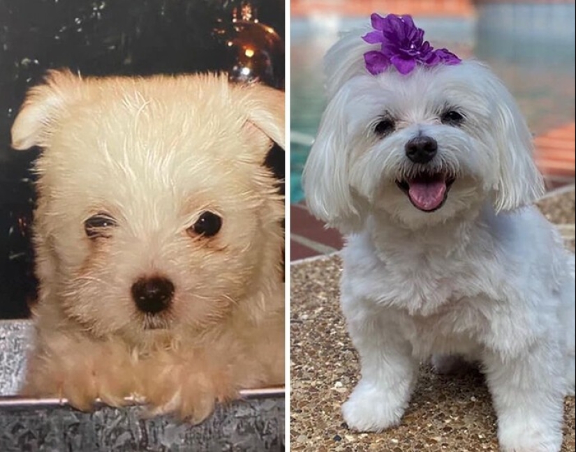 People show how their pets have changed since the first meeting