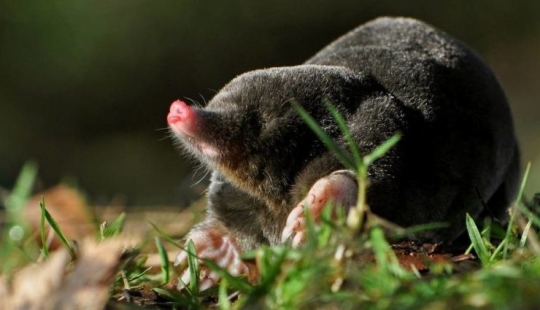 "Pequeños Caballeros de Terciopelo Negro", o Lo Que No Sabías Exactamente Sobre Topos "Pequeños Caballeros de Terciopelo Negro", o Lo Que No Sabías Exactamente Sobre Topos