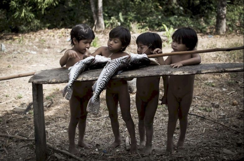 Perdidos en la selva: Cómo vive la gente de ava, la gente más reservada del planeta