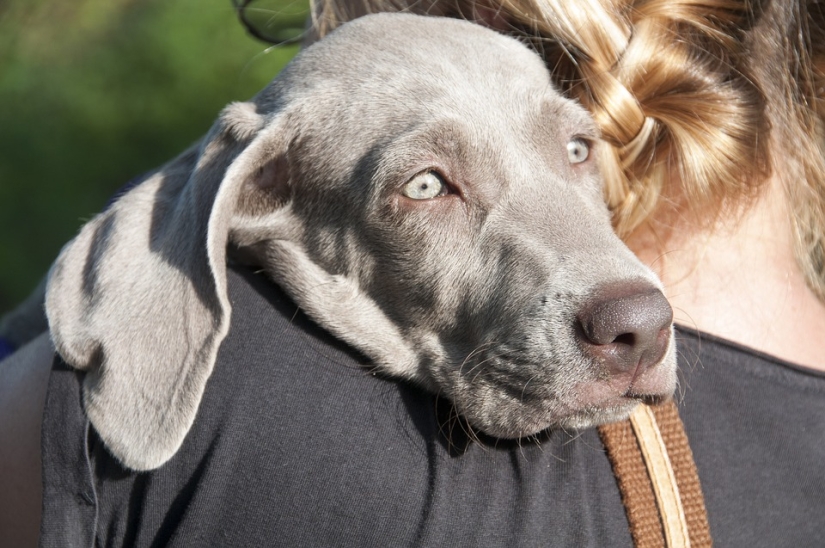 Perro a cambio de hierba: los traficantes de drogas cuentan sobre los tratos de drogas más extraños