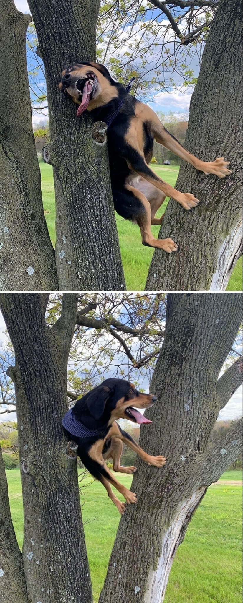 ¿Perro o gato? O tal vez Cotopes? 30 fotos divertidas de perros que se comportan como gatos