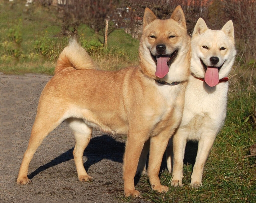 Perros Nureong: no son amigos para un coreano, sino solo comida