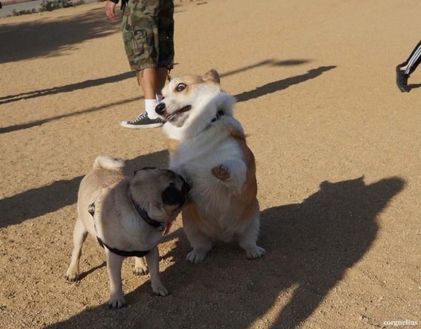 Perros que simplemente no pueden…