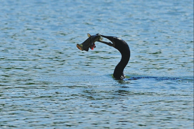 Pesca tradicional china con cormoranes