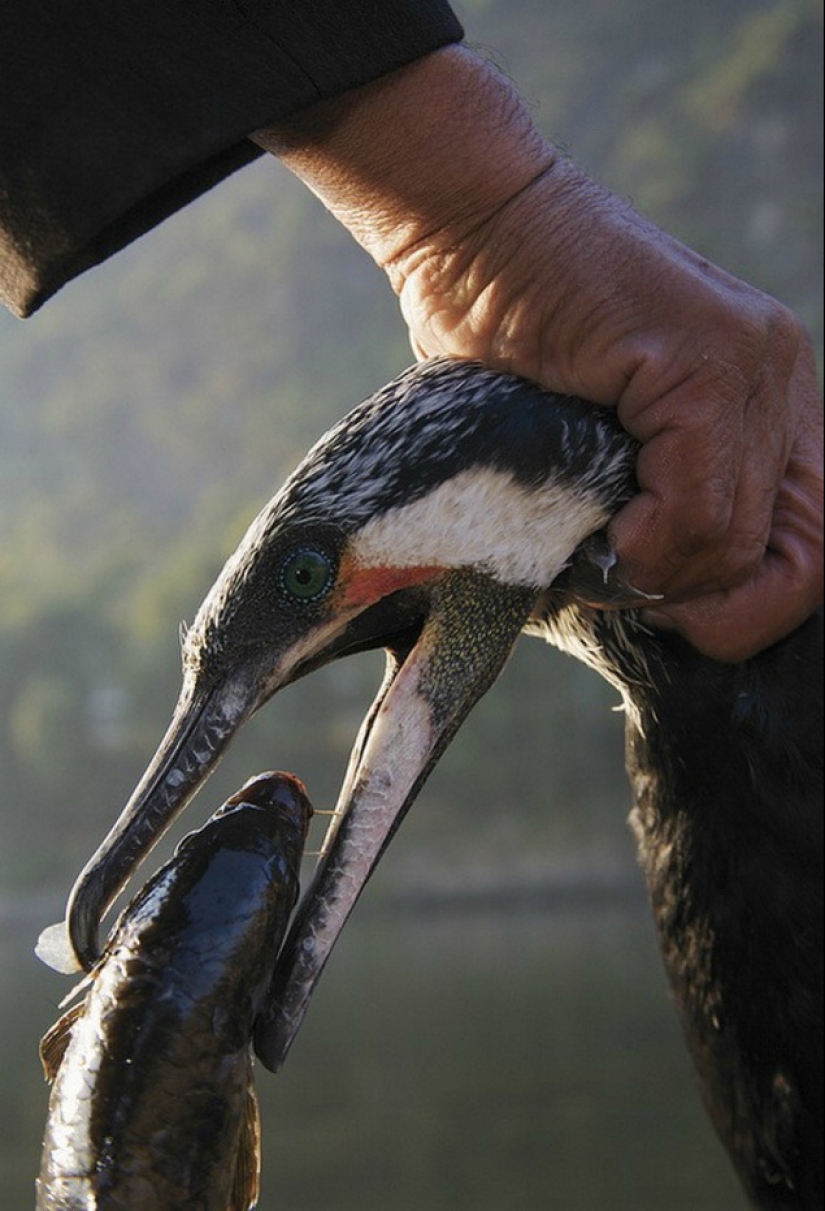 Pesca tradicional china con cormoranes