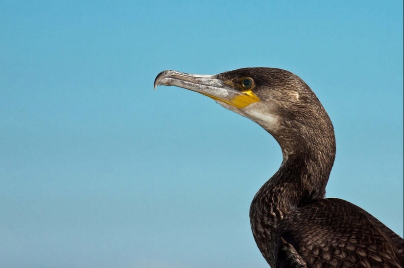 Pesca tradicional china con cormoranes