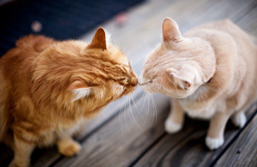 Pheromones humans and animals: is there love at first scent