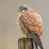 Photographer Captured 15 Shots Showcasing The Elegance Of Birds