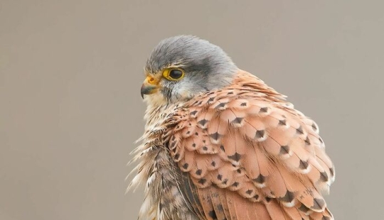 Photographer Captured 15 Shots Showcasing The Elegance Of Birds