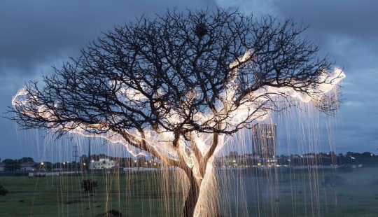 Photographer Captured 8 Enchanting Pictures Of Trees Filled With Sparkles Of Light