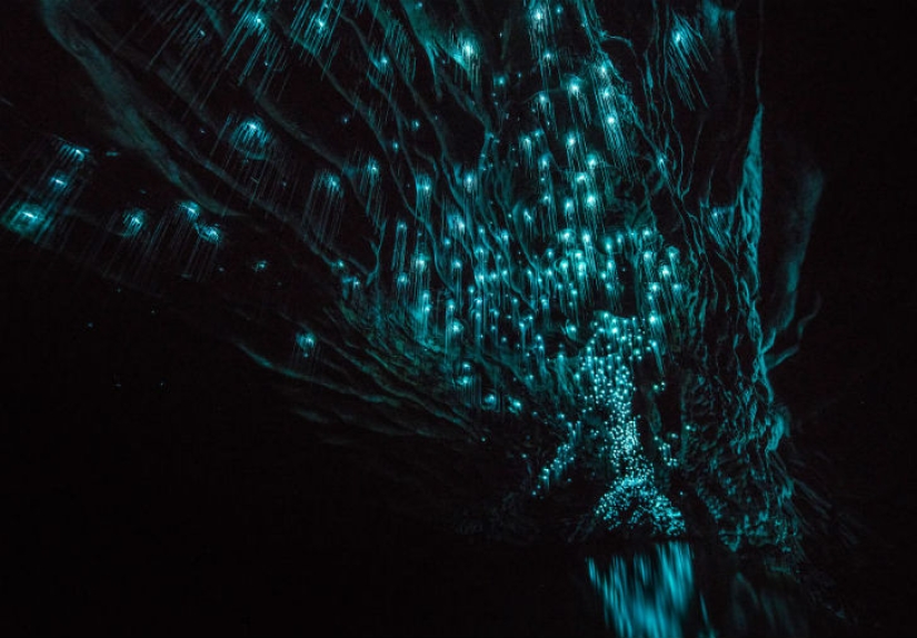 Photographer took a starry sky of fireflies in a New Zealand cave