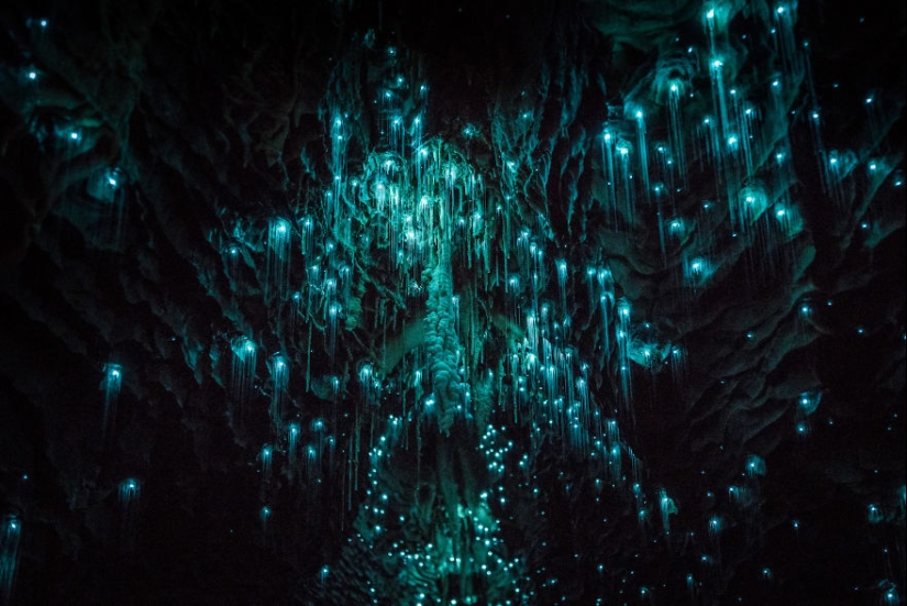 Photographer took a starry sky of fireflies in a New Zealand cave