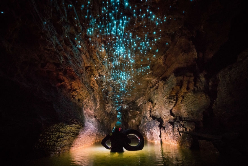 Photographer took a starry sky of fireflies in a New Zealand cave