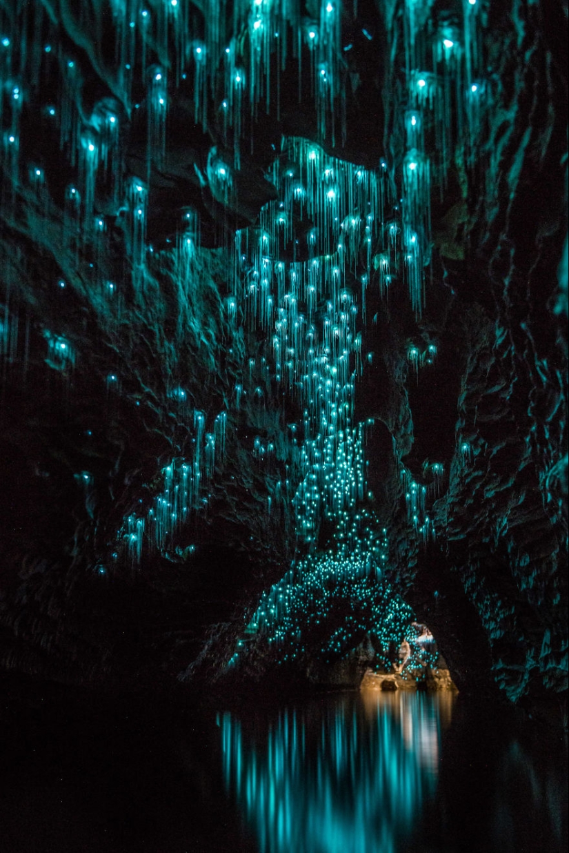 Photographer took a starry sky of fireflies in a New Zealand cave