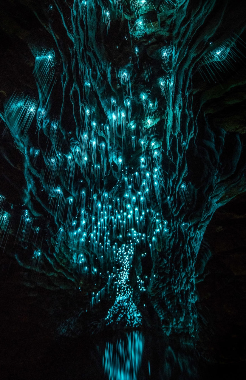 Photographer took a starry sky of fireflies in a New Zealand cave