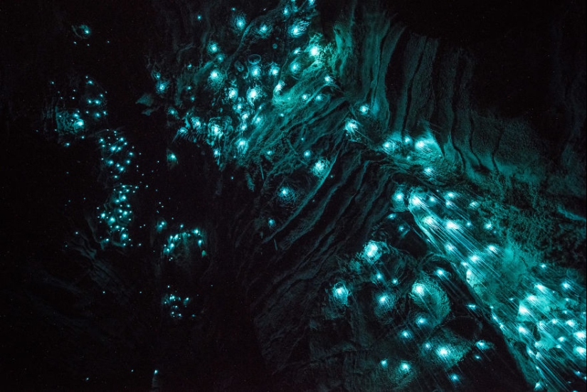 Photographer took a starry sky of fireflies in a New Zealand cave