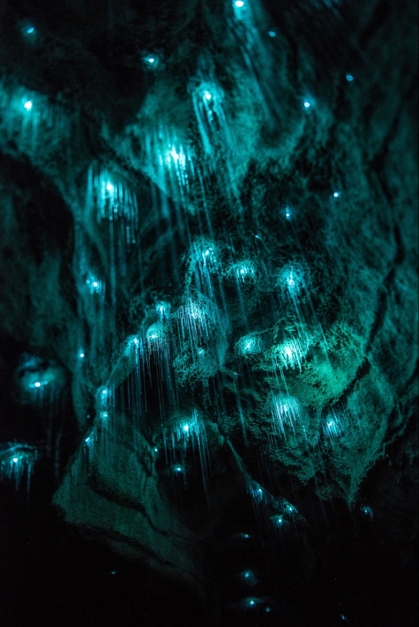 Photographer took a starry sky of fireflies in a New Zealand cave