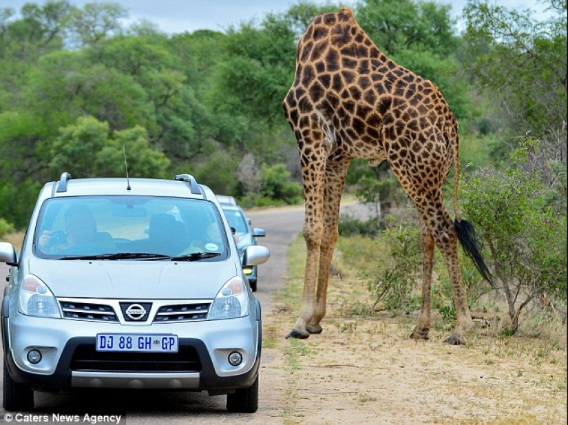 Photographers accidentally make mutants out of wild animals