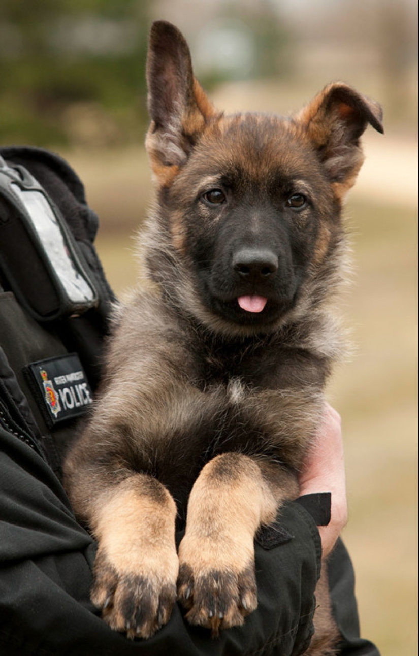 Photos of puppies on their first day on duty