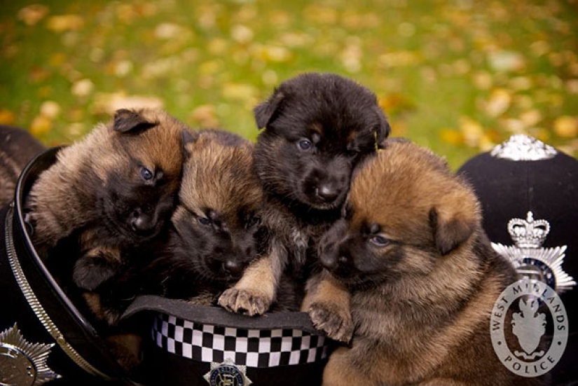 Photos of puppies on their first day on duty