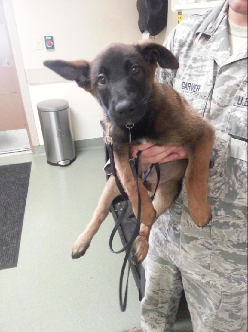 Photos of puppies on their first day on duty