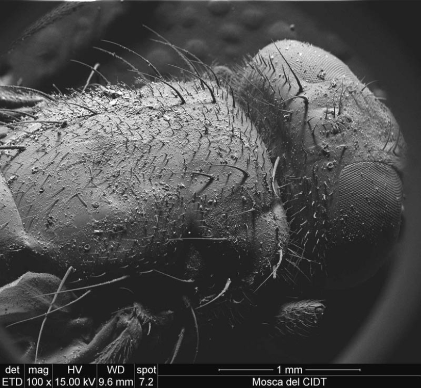 Photos taken with an electron microscope