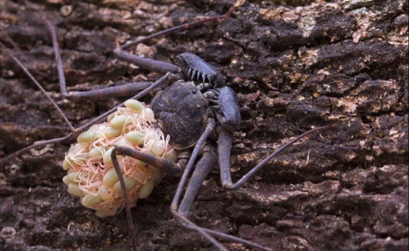 Phryns are harmless heroes of arachnophobes' nightmares