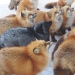 Pieles por todas partes: más de cien zorros viven en un pueblo japonés