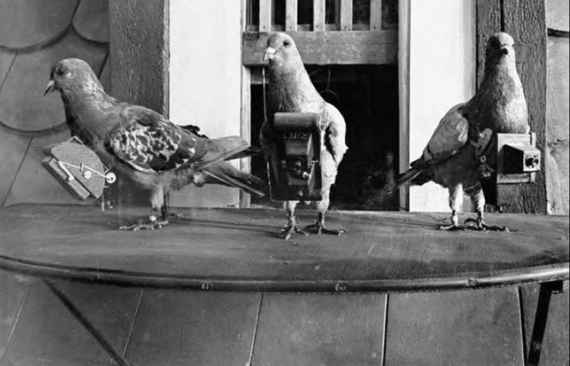 Pigeons cyborgs