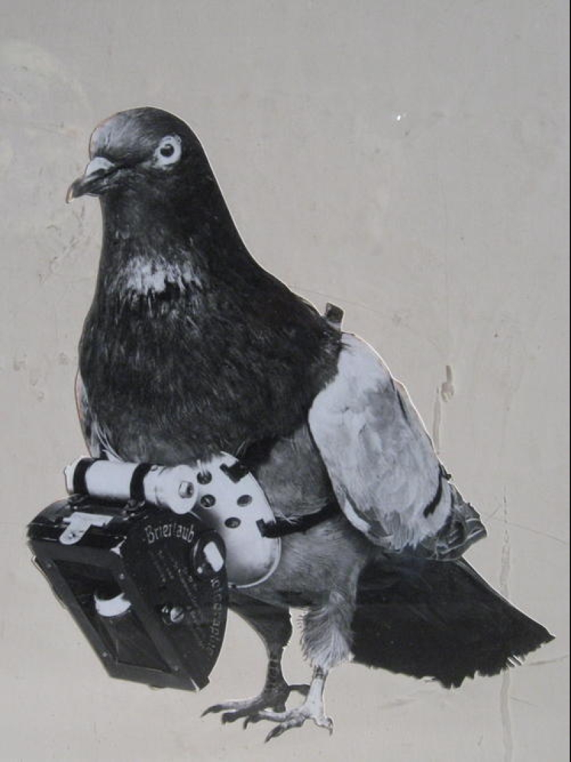 Pigeons cyborgs