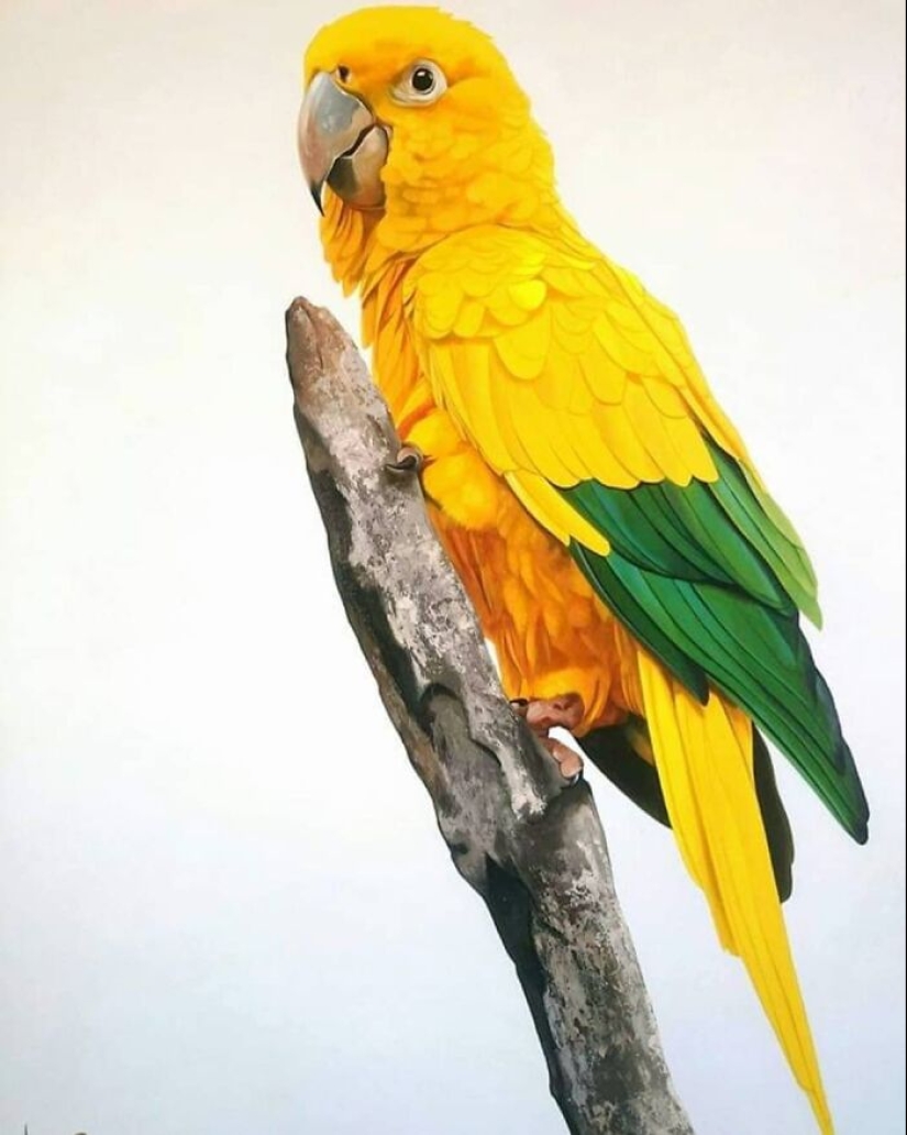 Pinturas realistas de aves de Petterson Silva