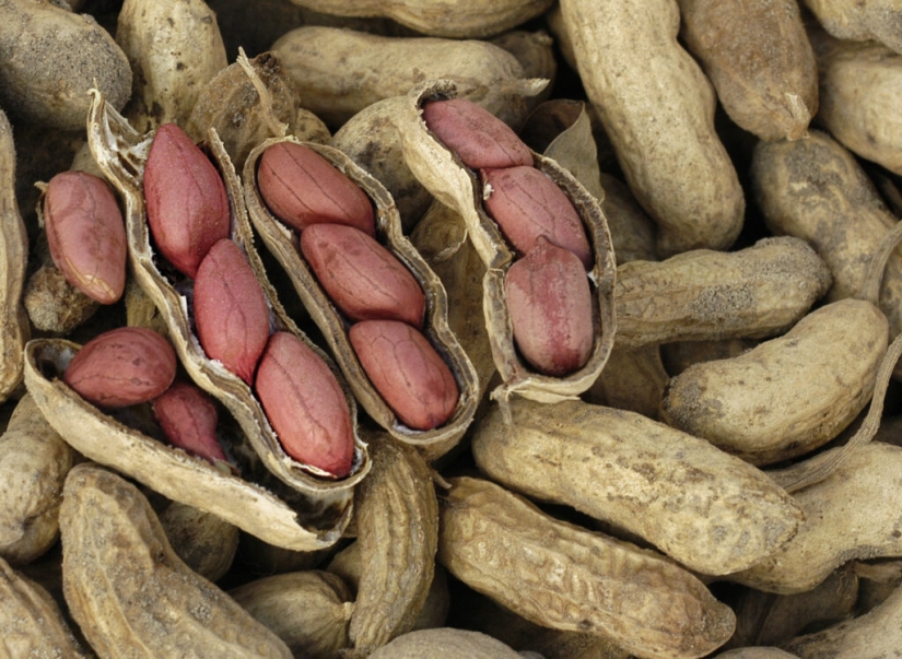 Pistachios, cashews and other "nuts" that aren't really nuts