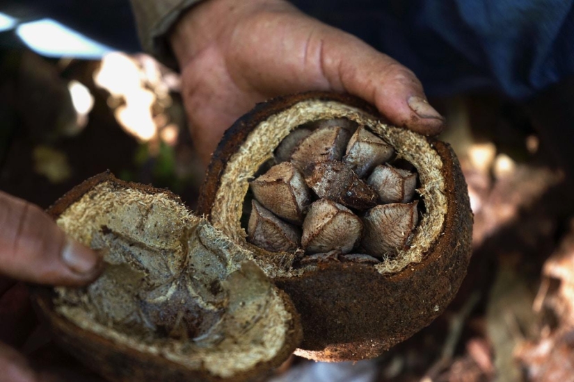 Pistachios, cashews and other "nuts" that aren't really nuts