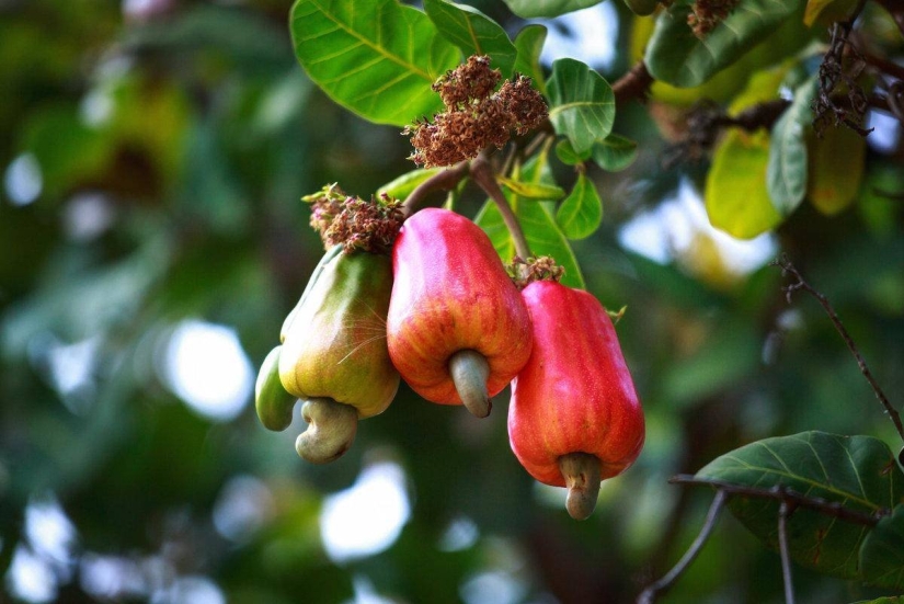 Pistachos, anacardos y otros "frutos secos" que en realidad no son frutos secos