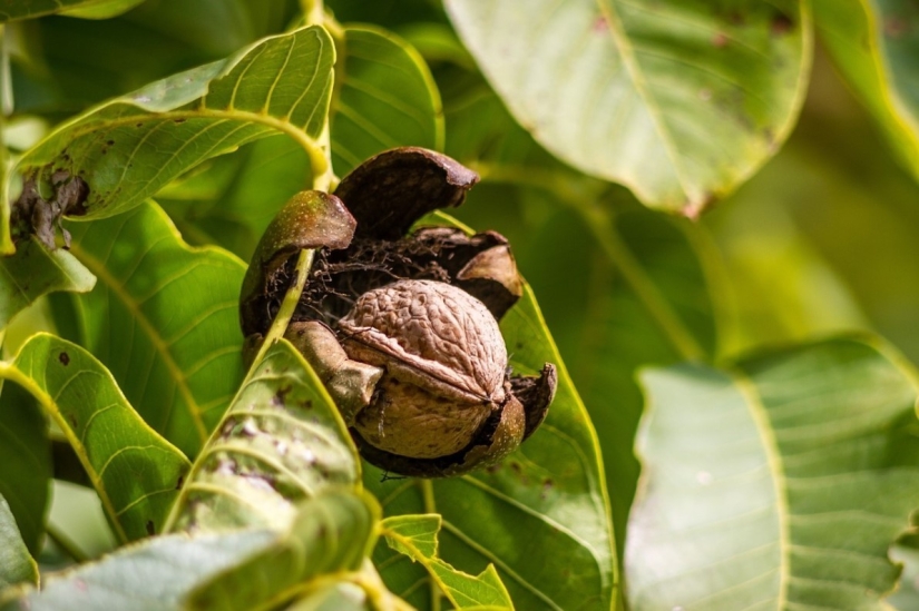 Pistachos, anacardos y otros "frutos secos" que en realidad no son frutos secos