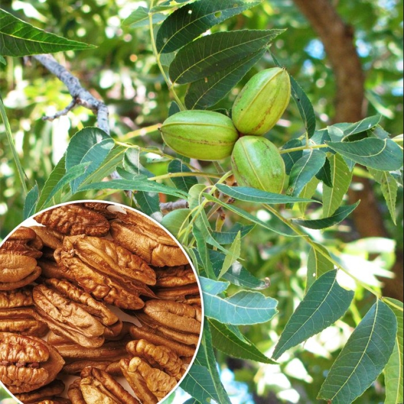 Pistachos, anacardos y otros "frutos secos" que en realidad no son frutos secos